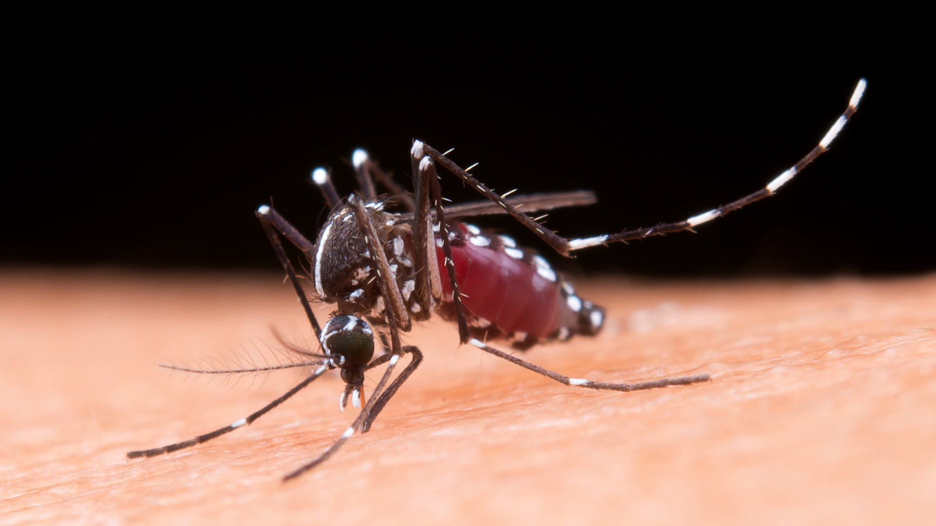 Imagen Dengue: nueva actualización de vacunación