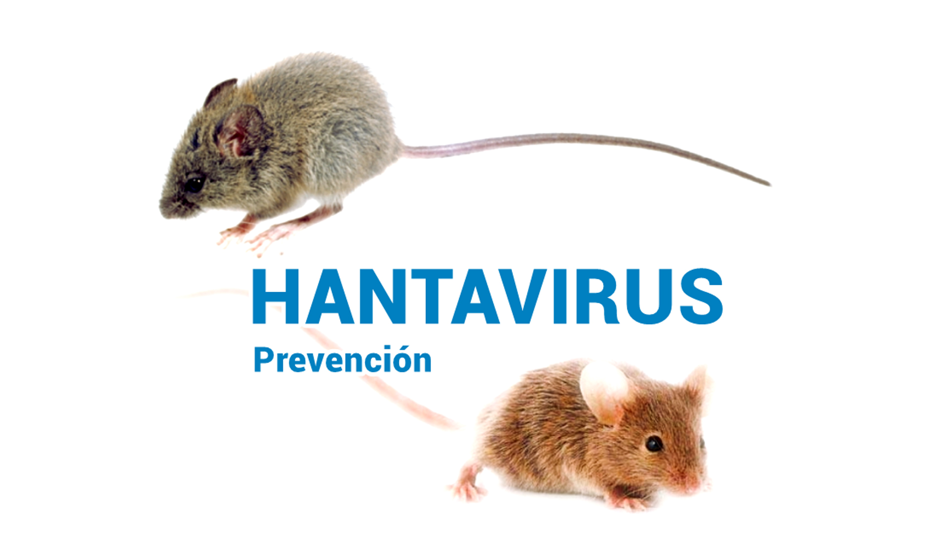 Medidas de prevención frente a los casos de hantavirus.