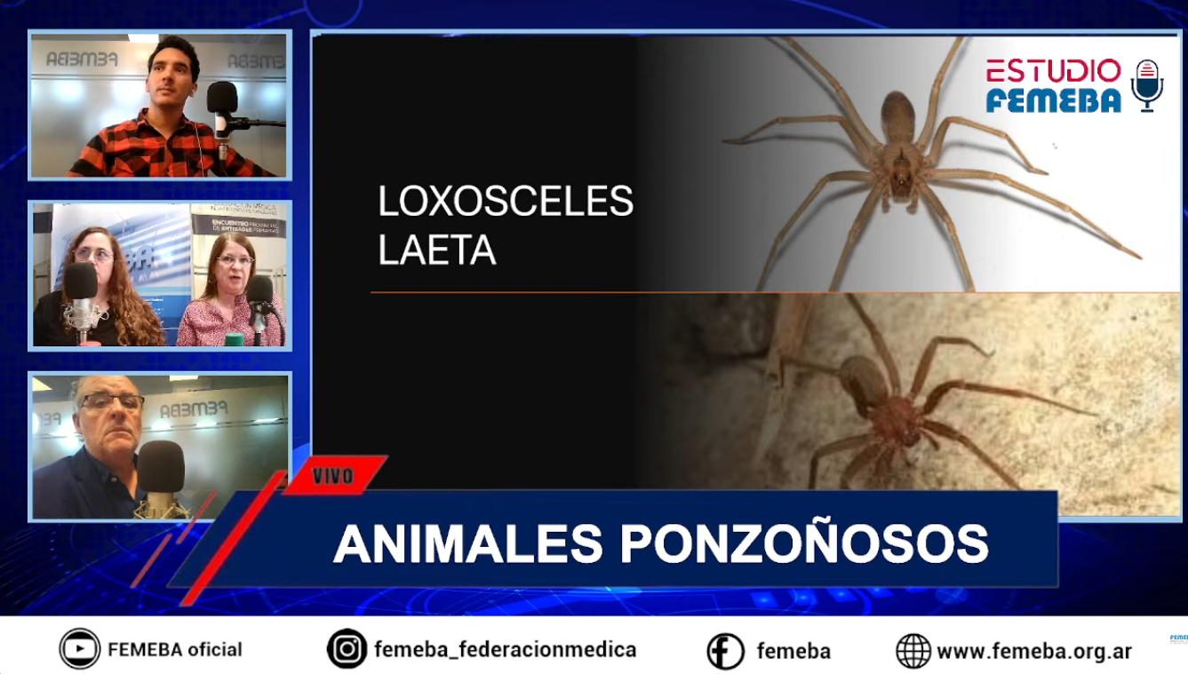 Mirá el Stream Estudio FEMEBA #17. Animales ponzoñosos: arañas, escorpiones y ofidios.