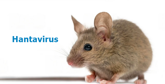 Hantavirus: recomendaciones de la doctora Silvia González Ayala.