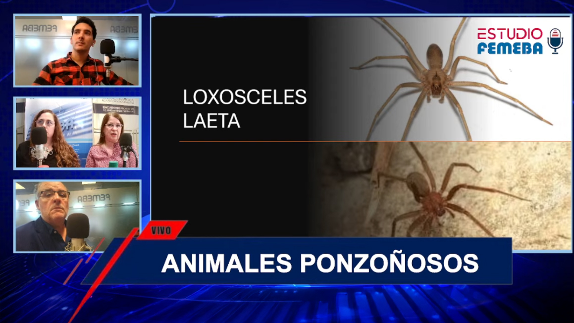 Mirá el Stream de Estudio FEMEBA #17. Animales ponzoñosos: arañas, escorpiones y ofidios.